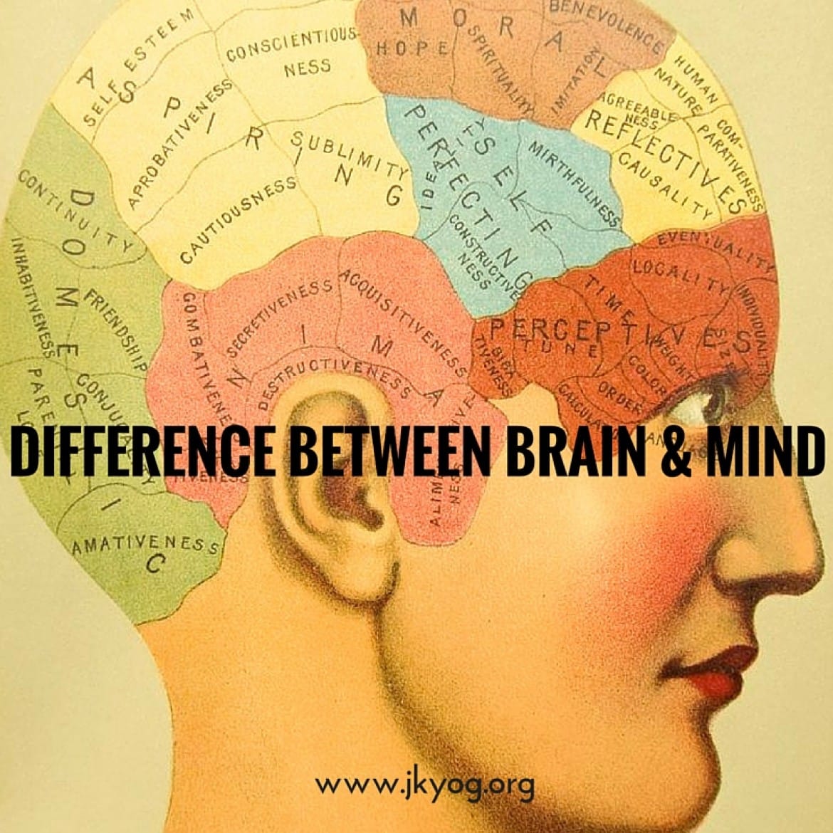 difference between brain and mind